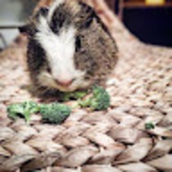 Meet your Posher, Daisy - Picture 1 of 1